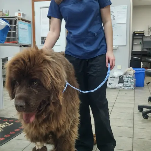 Big Dog with a veterinarian
